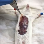 PROYECTO “EVALUACIÓN DE LA ELECTROLISIS PERCUTÁNEA EN MODELO ANIMAL SOBRE LA REGENERACIÓN MUSCULAR Y NERVIOSA”